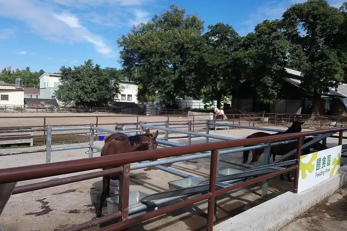 后里馬場馬戲團評價：后里馬場餵食區實景，近距離餵馬體驗
