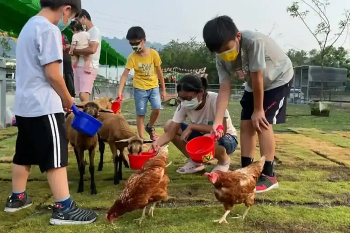台中親子農場威爾森的農場餵食小動物實景
