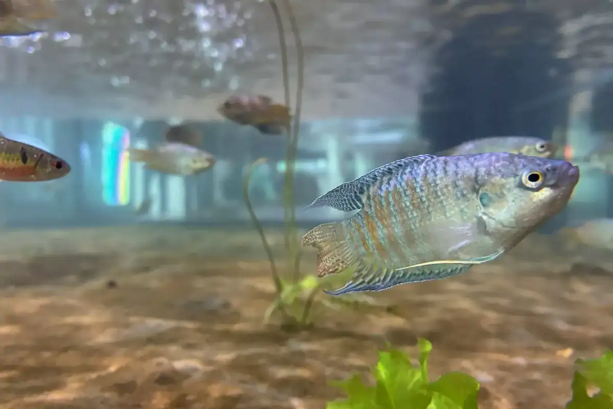 台中海洋館的水族展缸與魚群,台中室內景點裡票價最高的分時段預約館