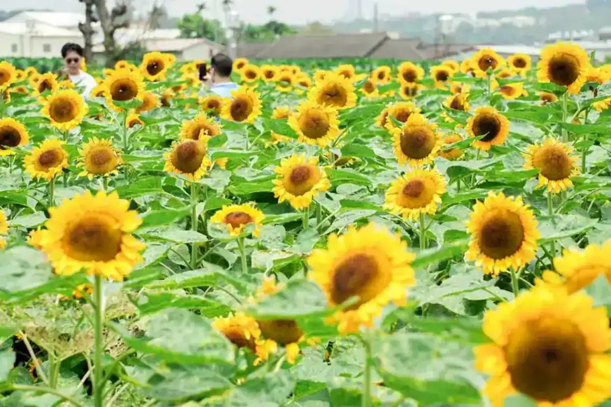 台中網美景點夢幻仙氣區：花海